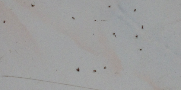 花裡生蟲怎麼辦 , 菸蒂和韭菜 , 可以有效去除 花裡生蟲怎麼辦 , 菸蒂和韭菜 , 可以有效去除