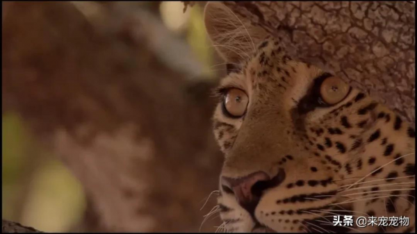 這隻花豹是啃老反面教材！正能量教育意義