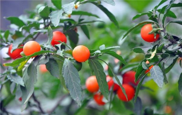 100種有毒的花和果，生活中很常見，出門要小心，避免受傷害