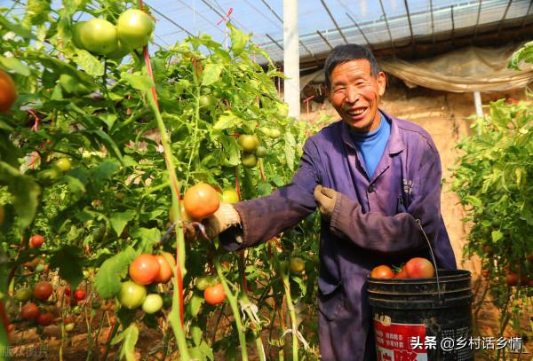 祖輩流傳下來的順口溜，用來種植蔬菜，人人能成為種菜能手