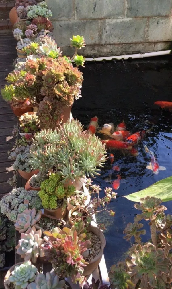 4年時間，靠一腔熱誠打造多肉花園