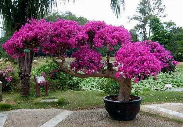 這“3種植物”,1年就能木質化,越老越有價值,回家養了有福氣 這“3種植物”,1年就能木質化,越老越有價值,回家養了有福氣