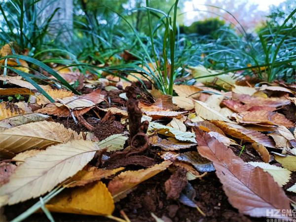 大自然“魔法師”讓京運街遊園富有神韻 李朝林/圖文
