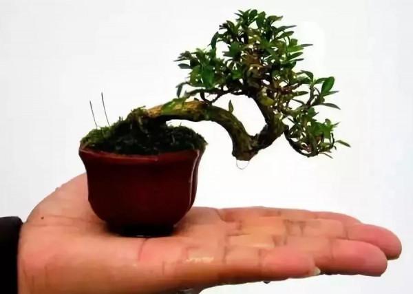 精美的袖珍盆景 精美的袖珍盆景