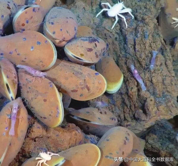 海底熱泉、冷泉生態系統：化能細菌支撐起的深海秘境