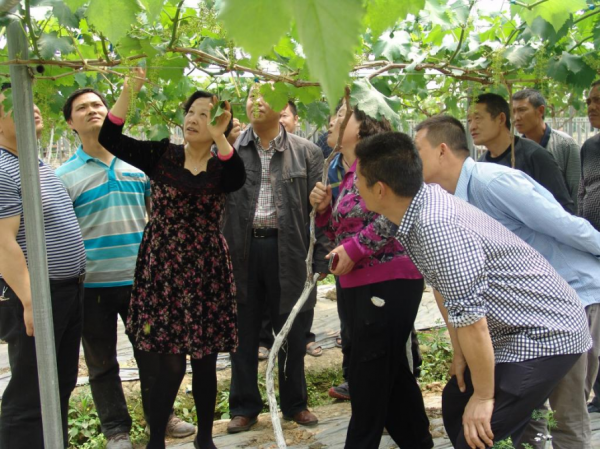 四川女教授：為貧困區增收40億元，被人民日報點名，在人民大會堂接受表彰！