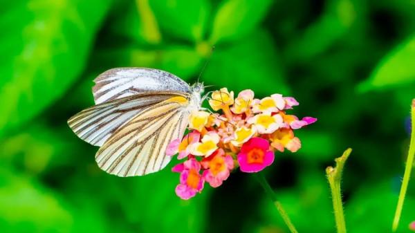 桂花芬芳,紅楓似火,崇明秋景打卡攻略來啦 桂花芬芳,紅楓似火,崇明秋景打卡攻略來啦