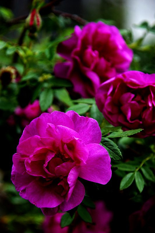 《百花集》（二百四十二）