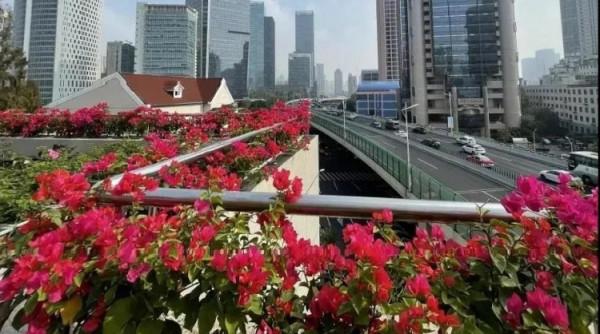 進博會開幕在即!綻放在道路、主題景點、花壇花境的限定美景來了→ 進博會開幕在即!綻放在道路、主題景點、花壇花境的限定美景來了→