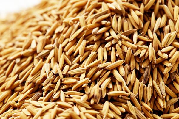 臨近年關,稻穀價格怎麼樣? 臨近年關,稻穀價格怎麼樣?