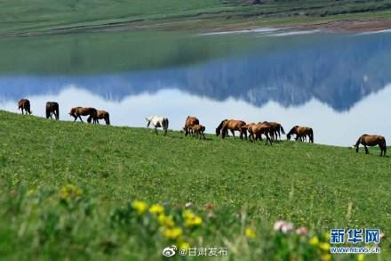 甘肅張掖：夏日“牧馬圖”