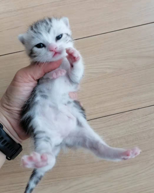 只養了一隻貓，是怎麼魔幻地變成了六隻貓？