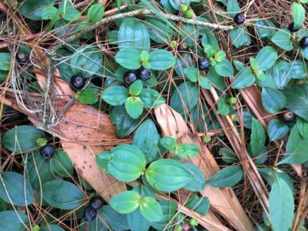 20種美味的野果子,你還記得幾種?一起來認識下,漲知識不吃虧 20種美味的野果子,你還記得幾種?一起來認識下,漲知識不吃虧