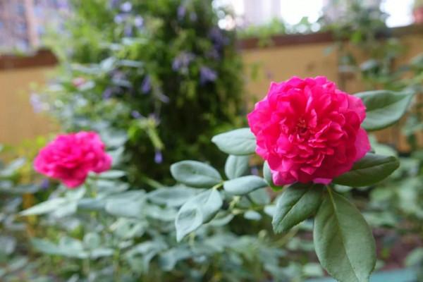 廣東的花友們,在經過幾天大雨之後,要做的第一件最重要是什麼? 廣東的花友們,在經過幾天大雨之後,要做的第一件最重要是什麼?
