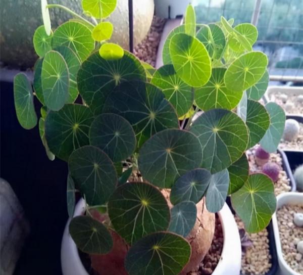 &OpenCurlyDoubleQuote;懶人&rdquo;就養這10種花，一個月不澆水也死不了，多曬少管更健壯