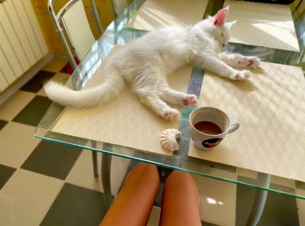 俄羅斯貓咪不到2歲體重卻有24斤，還會繼續長！真&quot&semi;溫柔巨人&quot&semi;