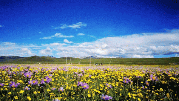 川西美景欣賞 川西美景欣賞