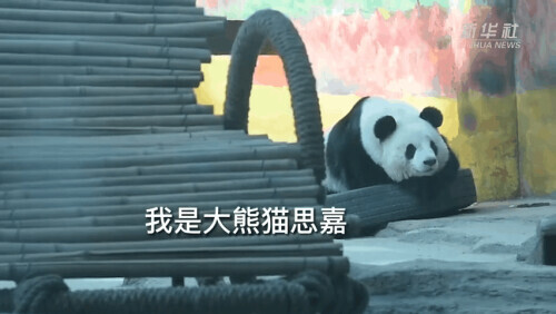 大熊貓愛犯困一到飯點就精神，網友：果真是我的翻版