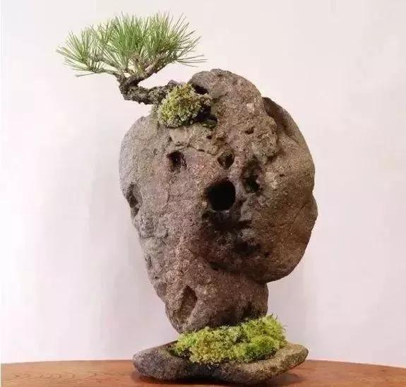 奇石盆景，別具一格