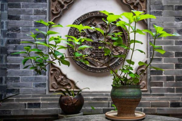 浙江有一個百年古鎮,小橋流水,煙火氣息十足,超適合一個人發呆 浙江有一個百年古鎮,小橋流水,煙火氣息十足,超適合一個人發呆