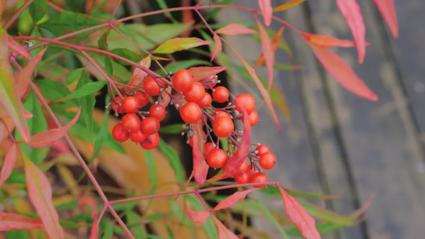 太倉的冬天，“果”然美麗