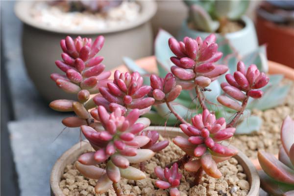 多肉植物：出彩的景天科多肉，便宜好養，還不怕夏天哦