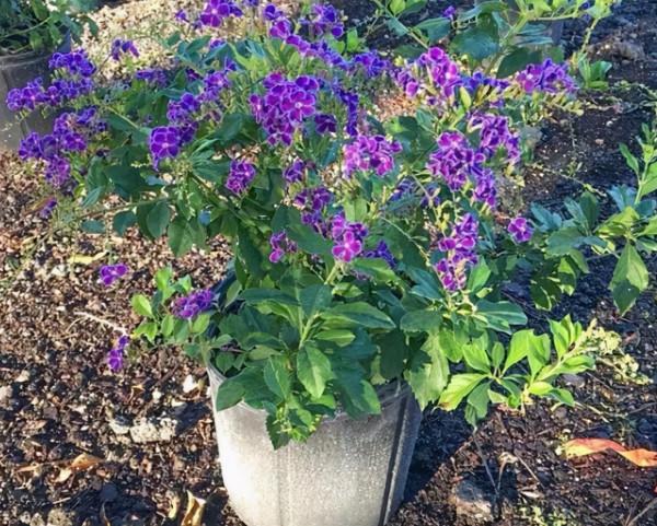 最值得養的5種漂亮花卉,花開時清香四溢,好看又好養 最值得養的5種漂亮花卉,花開時清香四溢,好看又好養