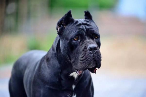 我國被“禁養”的10種猛犬，你以為藏獒的戰鬥力真的很弱嗎？