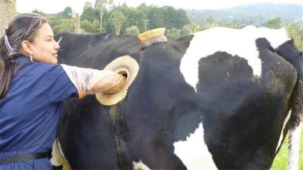 為什麼要在牛身上開個洞，還經常用手掏，難道它們不會痛嗎？