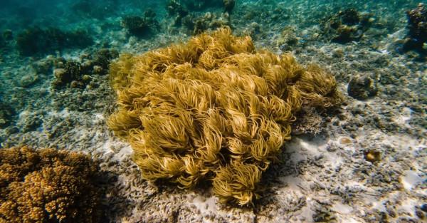馬來西亞的巴沙島