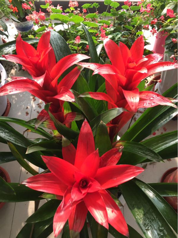 今年客廳流行養“發財花”，盆盆好寓意，紅紅火火看著熱鬧