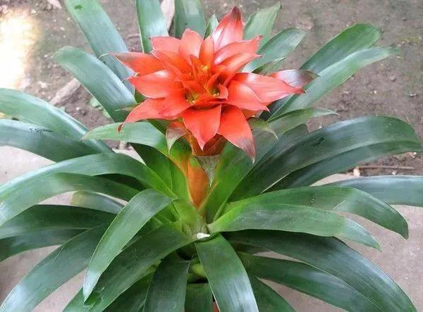 這些花草難過冬，現在就要注意了