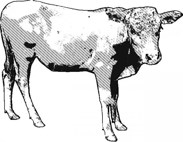 民間故事：男子如廁，窺見黃牛和老虎的秘密，他將牛放生逃過一劫