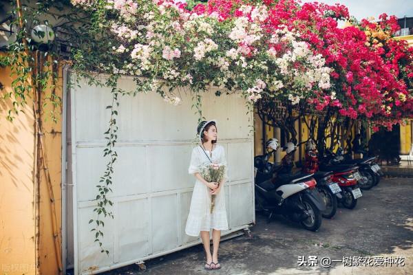 秋天是這10種花卉的天下,薰衣草、大麗花、薰衣草種在花園超美 秋天是這10種花卉的天下,薰衣草、大麗花、薰衣草種在花園超美