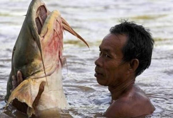 湄公河上玩命的捕魚人：在洪流中捕巨魾，一條能賣上萬元！紀錄片