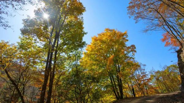 彩林之秋 | 觀山觀水觀紅葉,來旺蒼尋“醉”美秋色~ 彩林之秋 | 觀山觀水觀紅葉,來旺蒼尋“醉”美秋色~