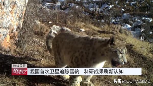 “雪豹流浪記”:我國首次衛星追蹤雪豹,放歸科考成果重新整理認知 “雪豹流浪記”:我國首次衛星追蹤雪豹,放歸科考成果重新整理認知