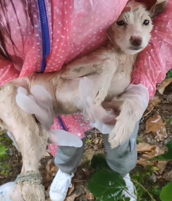 湖北：鐵絲綁後腿，在雨中淋了3天雨，被救後誰還不是漂亮的狗狗