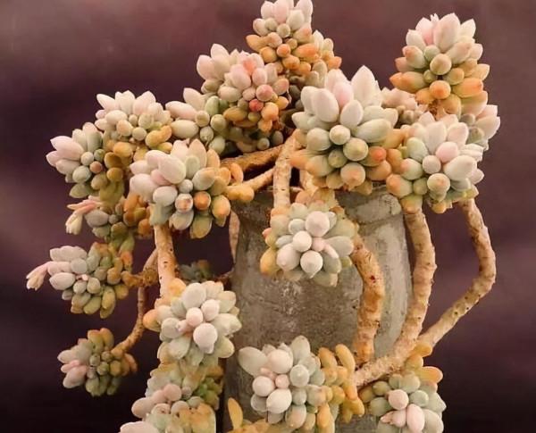 多肉植物 | 多肉個個都是老樁 多肉植物 | 多肉個個都是老樁