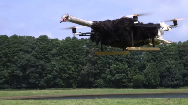 貓咪去世後被主人做成無人機，貓：沒想到死後還有一劫...