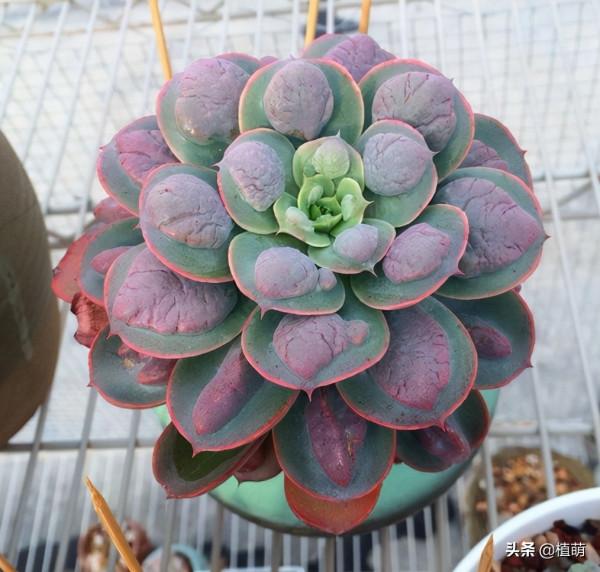不要嫌棄雨滴醜,雨滴養得好,既能上色出狀態,也能爆盆 不要嫌棄雨滴醜,雨滴養得好,既能上色出狀態,也能爆盆