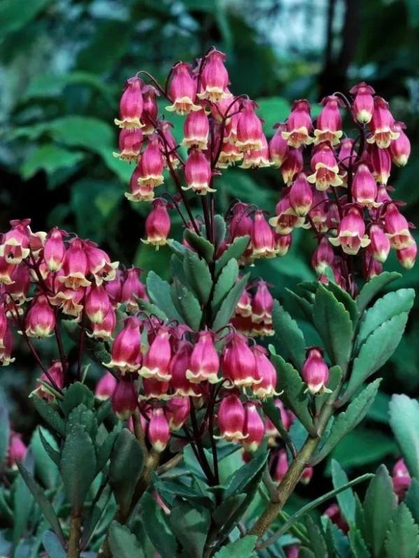 花朵喜慶熱鬧的7種開花盆栽，開花時像掛滿了紅燈籠