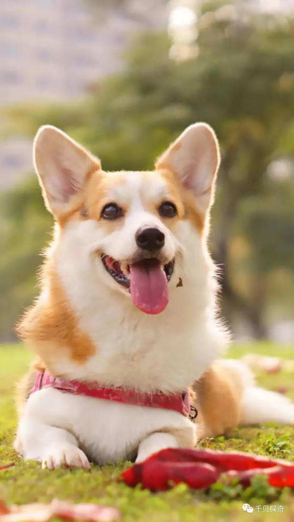 萌寵大比拼！狗狗：誰還不是個小可愛呢？萌化了