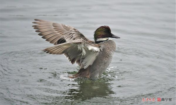 全亞洲僅有兩萬只！羅紋鴨罕見現身南寧南湖公園