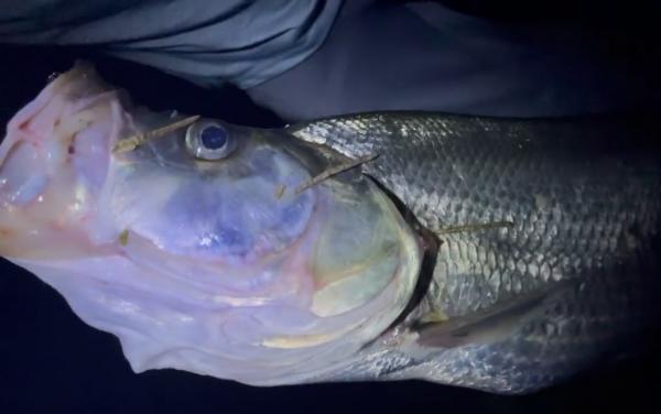 26斤！小夥釣起西江“翹嘴魚王”，網友：中看不中用，肉老難吃