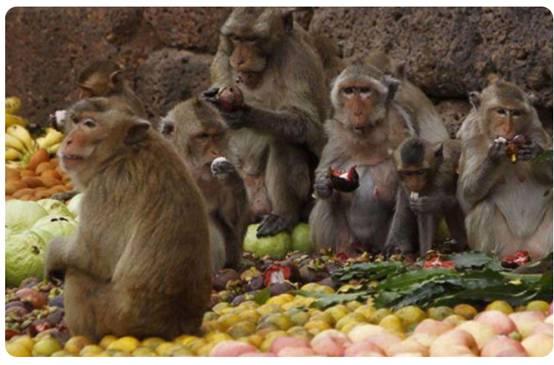 印度上演“猩球崛起”,2月嬰兒被猴群扔進水井,人猴矛盾何時休 印度上演“猩球崛起”,2月嬰兒被猴群扔進水井,人猴矛盾何時休