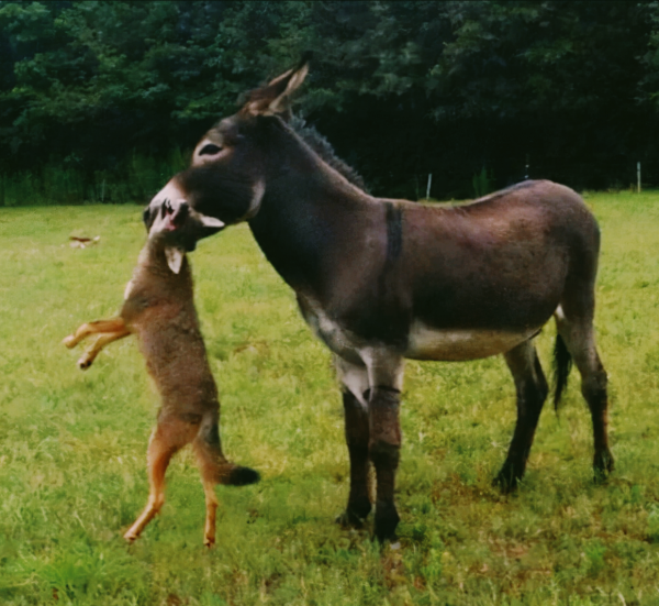 民間老故事：獵狼犬巴猛的故事
