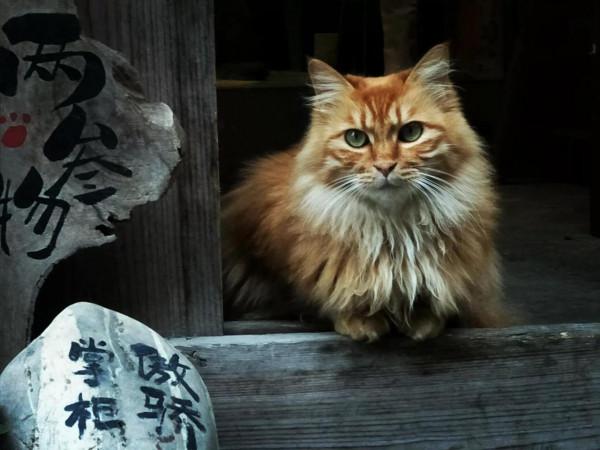 藏不住的古鎮,灌縣古城 藏不住的古鎮,灌縣古城