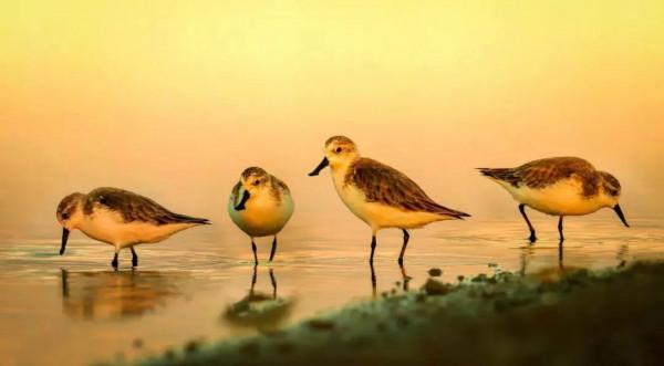 為了保護瀕危水鳥,有人去偷蛋,有人放棄年薪百萬 為了保護瀕危水鳥,有人去偷蛋,有人放棄年薪百萬