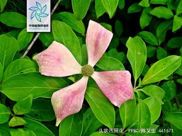 四照花～春有亮葉，夏花如蝶，秋有紅葉紅果，極具觀賞價值